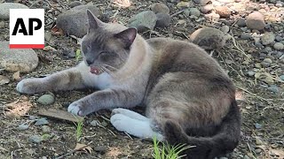 Cat travels nearly 900 miles from Wyoming to California after getting lost