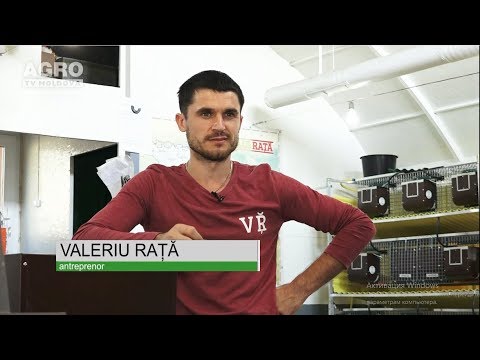 Custile lui Rata la  " Gospodarii Moldovei ".