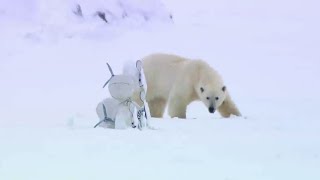 Polar Bear Rescues Our Blizzard Spy Camera | Polar Bear Spy on the Ice | BBC Earth