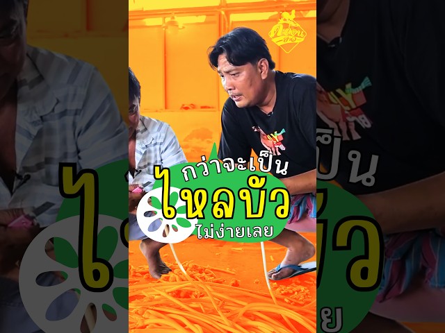 บ่าวโจ้พาลุยทุ่งบัว ดูวิธีการทำไหลบัว #ตะลอนข่าว