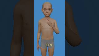 Can Humans Regrow Body Parts #3danimation
