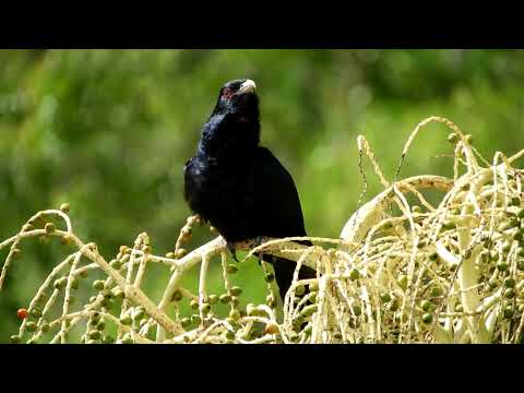 download lagu mp3 mp4 Storm Bird, download mp3 Storm Bird free downloadn, video klip Storm Bird