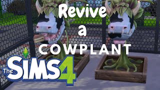 HOW TO REVIVE A DEAD COWPLANT | THE SIMS 4