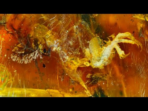 The 10 Most Amazing Fossils Preserved in Amber