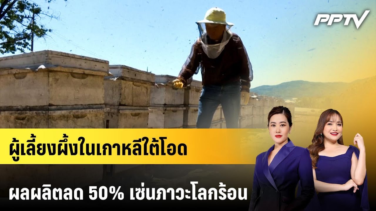 ผู้เลี้ยงผึ้งในเกาหลีใต้โอดผลผลิตลด 50% เซ่นภาวะโล