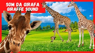  Som da GIRAFA    BARULHO da Girafa  |  Som dos Animais Selvagens