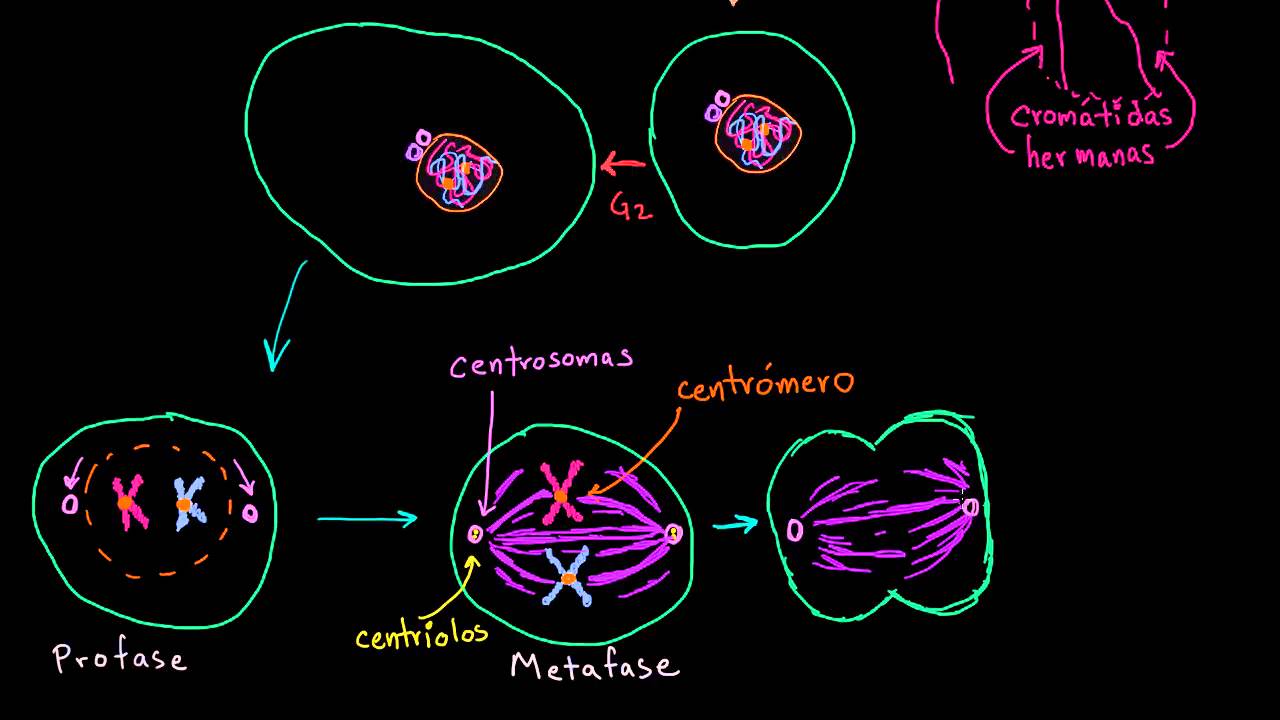 Mitosis | División celular | Biología | Khan Academy en Español