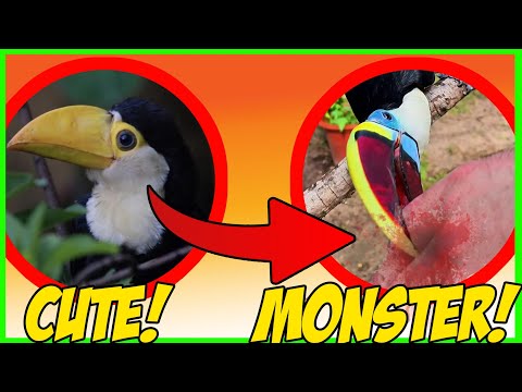 What they DON'T tell you about PET TOUCANS (Personality change after 6 months)