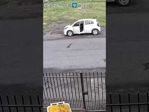 Hombre golpeó a perro con herramienta en Los Ángeles: un caso de maltrato animal