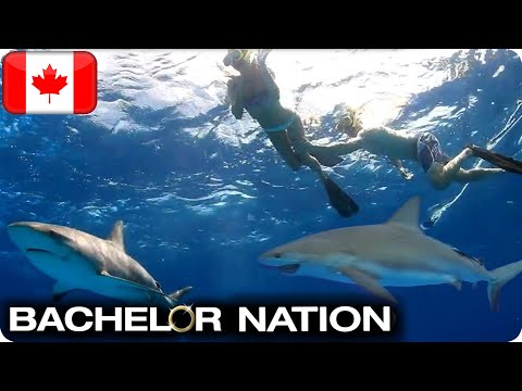 Tim Shocks The Girls With Shark Diving Date! | The Bachelor CA
