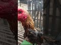 Ciri Ciri Ayam Pukul Saraf