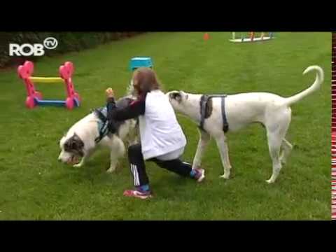 Op hondenkamp in Langdorp  ROB tv