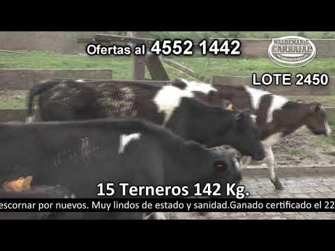 Lote 15 Terneros 15 HO 142kg -  en La Lancha - R2 km 221 a 11 Km d Rodó