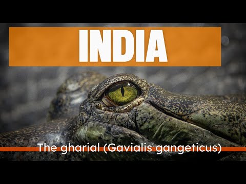 Gaviál indický (Gavialis gangeticus) — Gharial, dokument v 4K