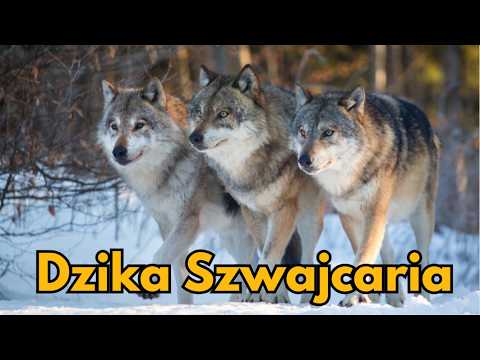 Nieokiełznana Przyroda Szwajcarii. Film Przyrodniczy