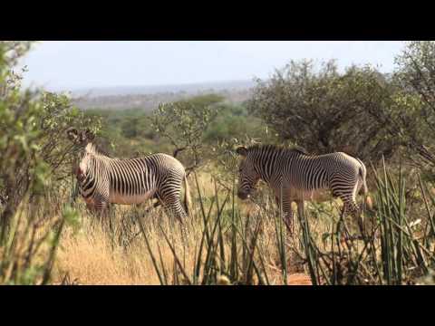 Il Ngwesi Conservancy's 20 Years of Maasai Eco-tourism in Kenya