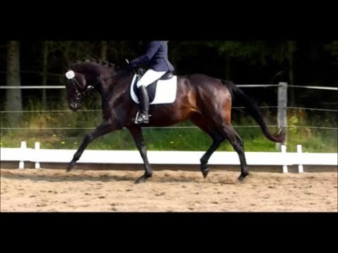 Daminta: 4 jährige Holsteiner Stute von Cormint-CDreandillo-Lordship