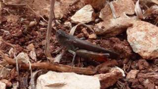 Dax Johnson-Dream me a dream + Photos by Caruso42