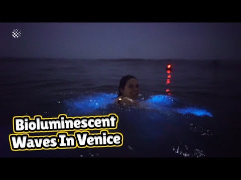 Incredible Moment Bioluminescent Waves Wow Venice Beach Surfers