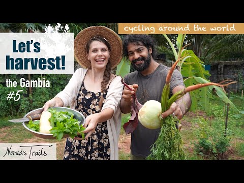 Cycling around the world: VLOG 19 - LET'S HARVEST! - The Gambia #5