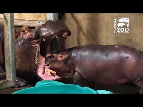 Baby Hippo Fiona - Episode 5 Family Reunion - Cincinnati Zoo
