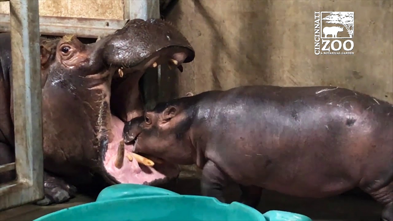 Baby Hippo Fiona - Episode 5 Family Reunion - Cincinnati Zoo