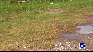 Police identify victim in deadly Brownsville shooting