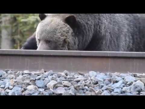 THE BOSS - Grizzly Bear Banff - Nikon Coolpix P900