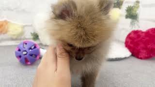 ポメラニアンの動画02