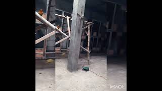 Download lagu aviari lovebirt di kandng zafira bf klaten mp3 Download lagu aviari lovebirt di kandng zafira bf klaten mp3