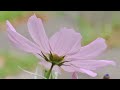 Reiki Healing And Yin Yoga Music With Timer 24 X 3 Minute Tibetan Bells 1 Hour 12 Minutes