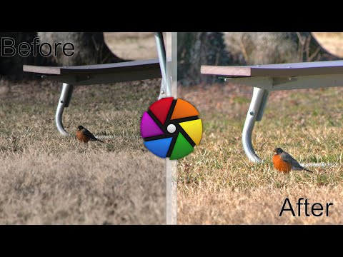 Darktable edit of a Bird 3 of Many: Raw included in links