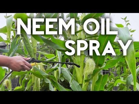 How to use Neem Oil Spray to organically control insects and pests
