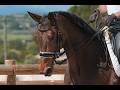 Mare Hanoverian For sale 2016 Bay