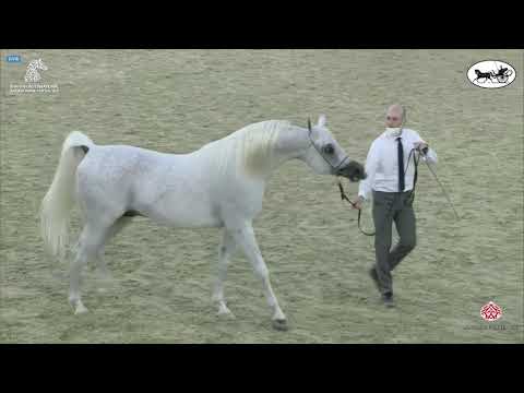 N 282 AJ DARASS   Sharjah International Arabian Horse Festival 2021   Stallions 10+ Years Old Class