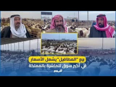 سوق حفر الباطن.. بيع «المطافيل» يشعل أسعار المواشي