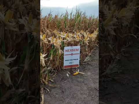 Maices Nexsem 5122PWUE y 7123Pw - San Genaro. Santa Fe. Argentina