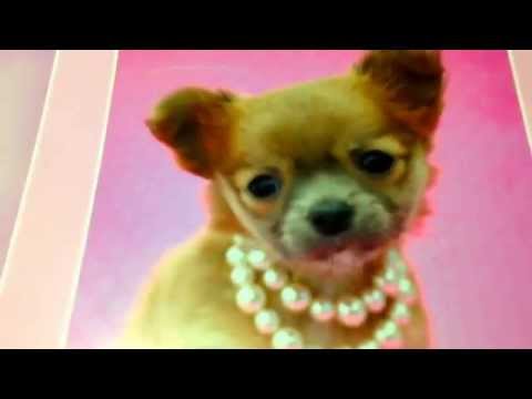 Tag: mostre um quadro lindo