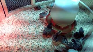 🐔 County Line Feed and Supply: LIVE from the Chicken Coop! 🐣