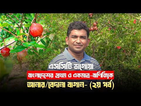 এসসিটি ভাগোয়া- বাংলাদেশের প্রথম ও একমাত্র-বাণিজ্যিক আনার/বেদানা(Pomegranate) বাগান- (২য় পর্ব)