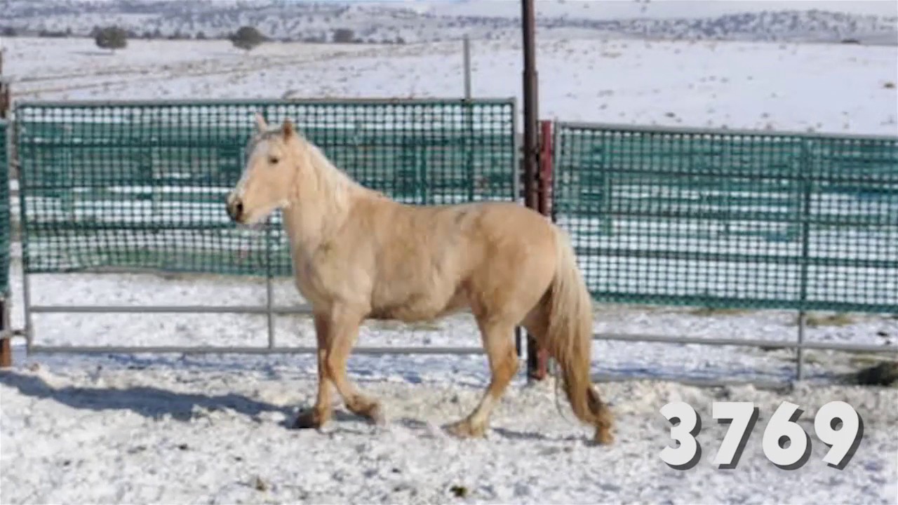 Oregon Wild Horse Adoption, January 2017