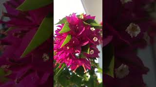 Download lagu ngày 15 tháng 1, 2026 mp3