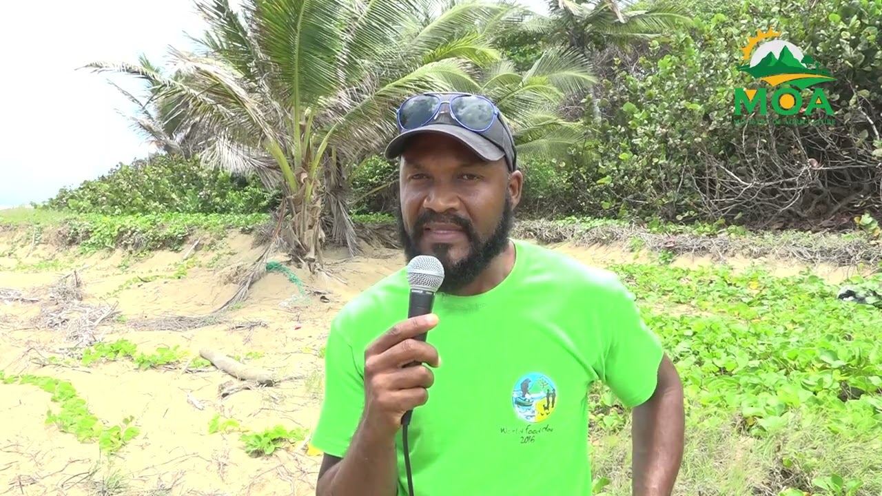 Illegal Sand Mining Discovered at Grande Anse Beach Wildlife Nesting Sites Damaged