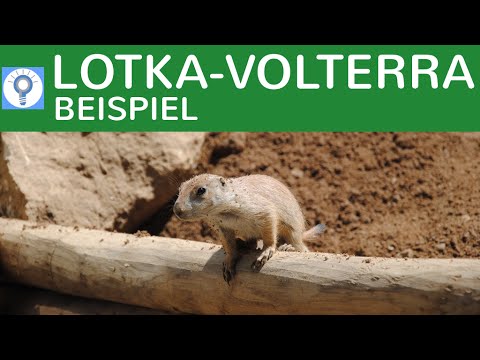 Lotka-Volterra-Regel & Lemming Selbstmord / Territorialität erklärt - Regulation von Populationen 2
