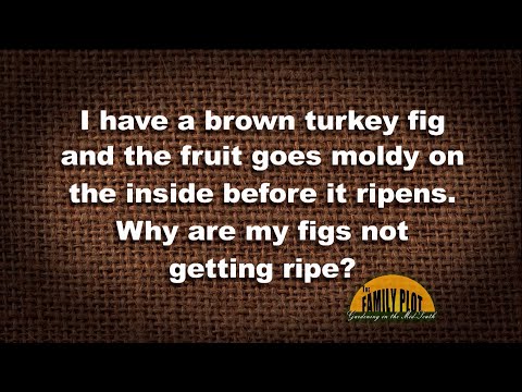 Q&A - Why do my figs get moldy before they ripen?