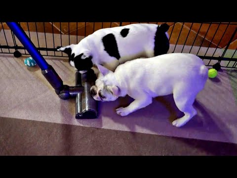 angol bulldog ízületi betegség