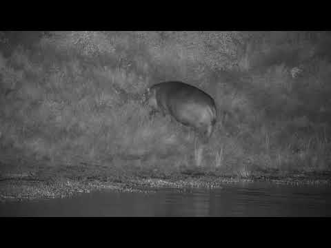 Djuma: Hippo leaving the dam - 19:02 - 04/02/21