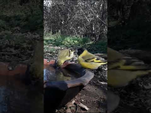 Birdday 090 Birdday Cabecita Negra Torcacita 2907