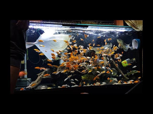 07 February 2018  Arowana Community Tank Vlog #202