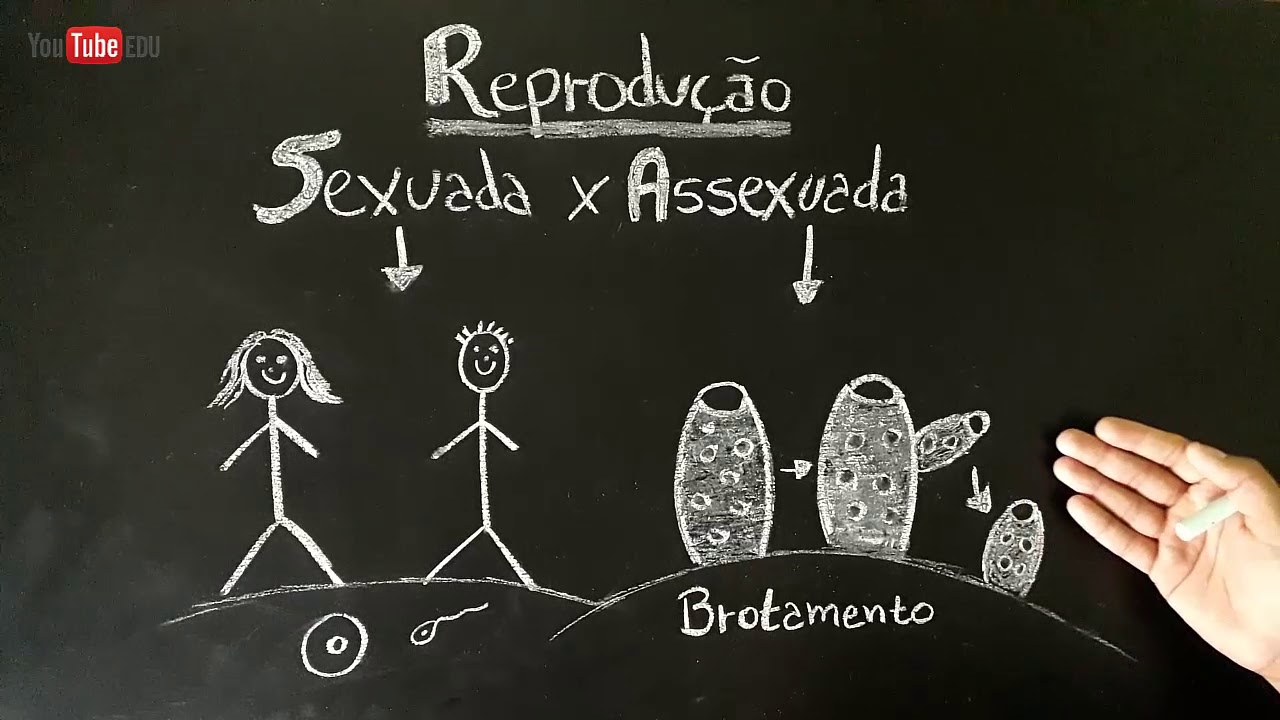 Reprodução SEXUADA e ASSEXUADA - Fecundação INTERNA e EXTERNA